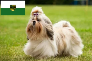 Lees meer over het artikel Shih Tzu fokkers en pups in Saksen