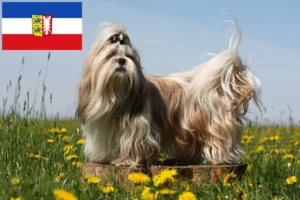 Lees meer over het artikel Shih Tzu fokkers en pups in Sleeswijk-Holstein