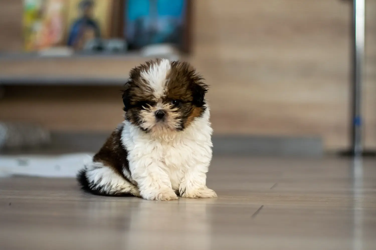 Een Shih Tzu puppy kopen betekent verantwoordelijkheid nemen! Shih Tzu puppy kopen.