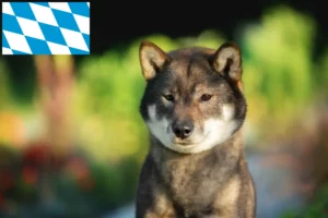 Lees meer over het artikel Shikoku fokkers en puppies in Beieren