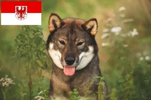 Lees meer over het artikel Shikoku fokkers en pups in Brandenburg