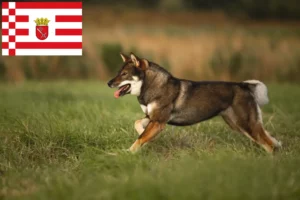 Lees meer over het artikel Shikoku fokkers en pups in Bremen