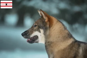 Lees meer over het artikel Shikoku fokkers en pups in Drenthe