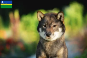 Lees meer over het artikel Shikoku fokkers en puppies in Flevoland