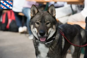 Lees meer over het artikel Shikoku fokkers en pups in Friesland
