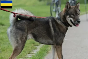 Lees meer over het artikel Shikoku fokkers en pups in Gelderland