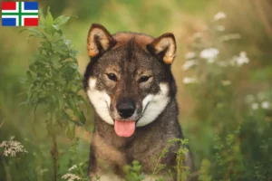 Lees meer over het artikel Shikoku fokkers en pups in Groningen