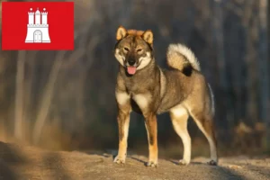 Lees meer over het artikel Shikoku fokkers en pups in Hamburg