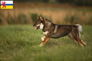 Lees meer over het artikel Shikoku fokkers en pups in Limburg