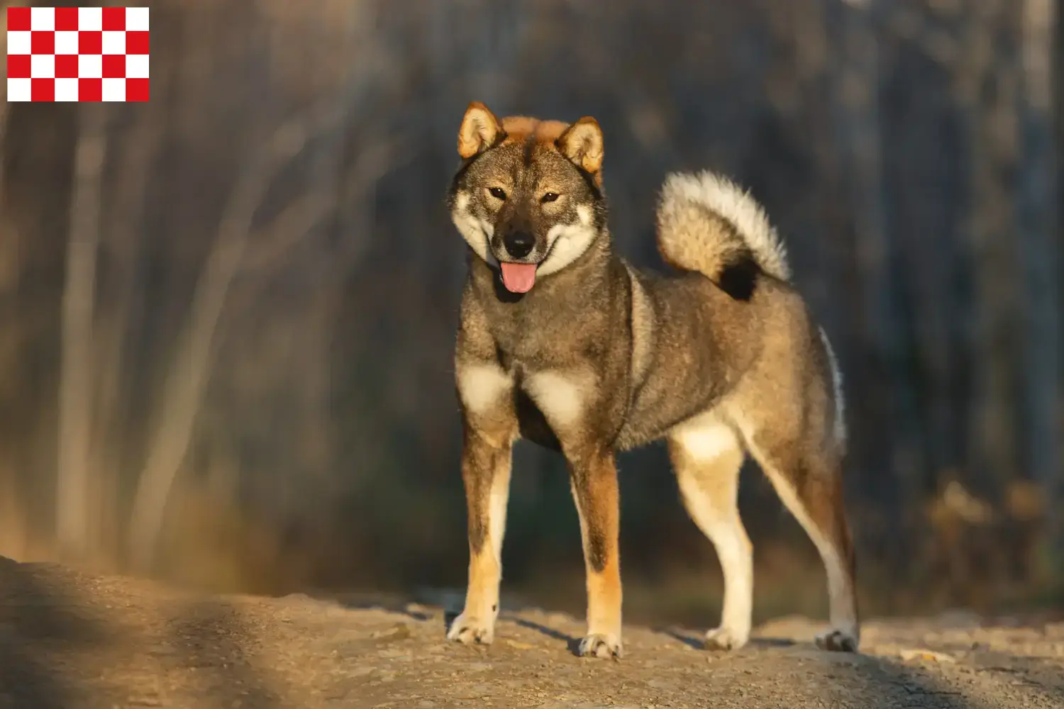 Shikoku puppy's en fokkers Noord-Brabant Hier vind je Shikoku fokkers in Noord-Brabant.