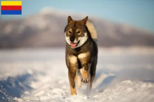 Lees meer over het artikel Shikoku fokkers en pups in Noord-Holland