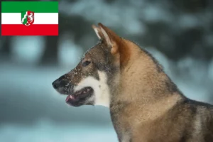 Lees meer over het artikel Shikoku fokkers en pups in Noordrijn-Westfalen
