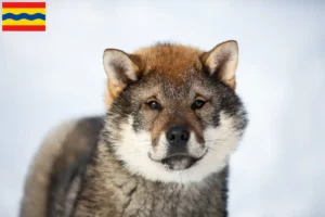 Lees meer over het artikel Shikoku fokkers en pups in Overijssel