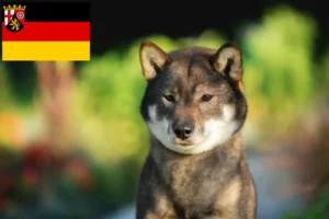 Lees meer over het artikel Shikoku fokkers en pups in Rijnland-Palts