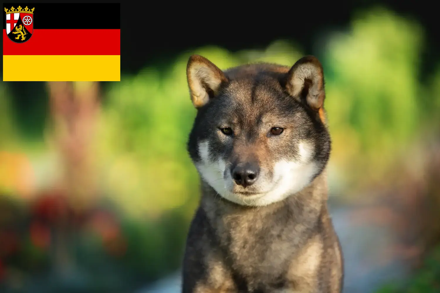 Shikoku puppy's en fokkers Rijnland-Palts Hier vind je Shikoku fokkers in Rijnland-Palts.