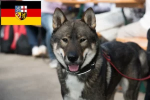 Lees meer over het artikel Shikoku fokkers en pups in Saarland