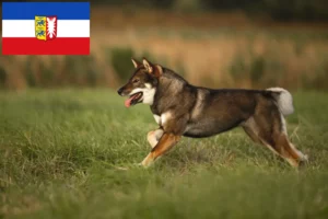 Lees meer over het artikel Shikoku fokkers en puppies in Sleeswijk-Holstein