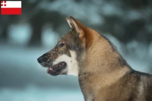 Lees meer over het artikel Shikoku fokkers en pups in Utrecht