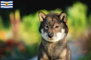 Lees meer over het artikel Shikoku fokkers en pups in Zeeland