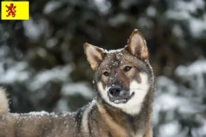 Lees meer over het artikel Shikoku fokkers en pups in Zuid-Holland