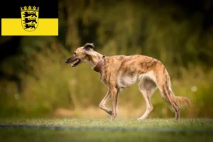 Lees meer over het artikel Silken Windsprite fokkers en pups in Baden-Württemberg