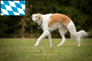 Lees meer over het artikel Silken Windsprite fokkers en pups in Beieren