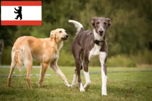 Lees meer over het artikel Silken Windsprite fokkers en pups in Berlijn