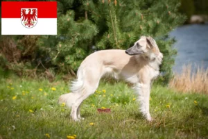 Lees meer over het artikel Silken Windsprite fokkers en pups in Brandenburg