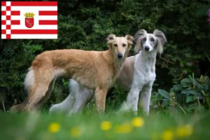Lees meer over het artikel Silken Windsprite fokkers en pups in Bremen