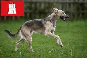 Lees meer over het artikel Silken Windsprite fokkers en pups in Hamburg