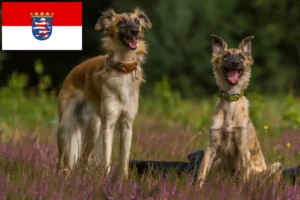 Lees meer over het artikel Silken Windsprite fokkers en pups in Hessen