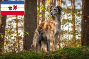 Lees meer over het artikel Silken Windsprite fokkers en pups in Mecklenburg-Vorpommern