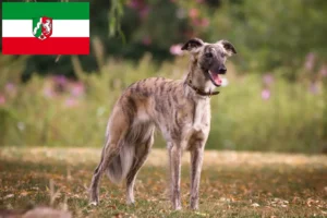 Lees meer over het artikel Silken Windsprite fokkers en pups in Noordrijn-Westfalen