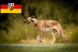 Lees meer over het artikel Silken Windsprite fokkers en pups in Saarland