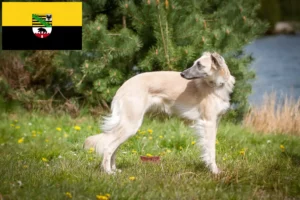 Lees meer over het artikel Silken Windsprite fokkers en pups in Saksen-Anhalt