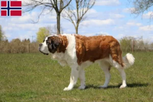Lees meer over het artikel Sint Bernard fokkers en pups in Noorwegen