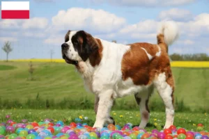 Lees meer over het artikel Sint Bernard fokkers en pups in Polen