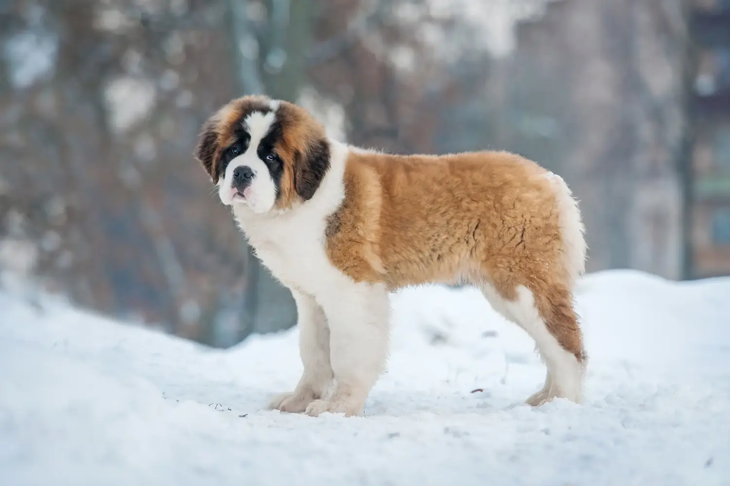 Een sint-bernard kopen betekent verantwoordelijkheid nemen! Sint Bernard puppy kopen.