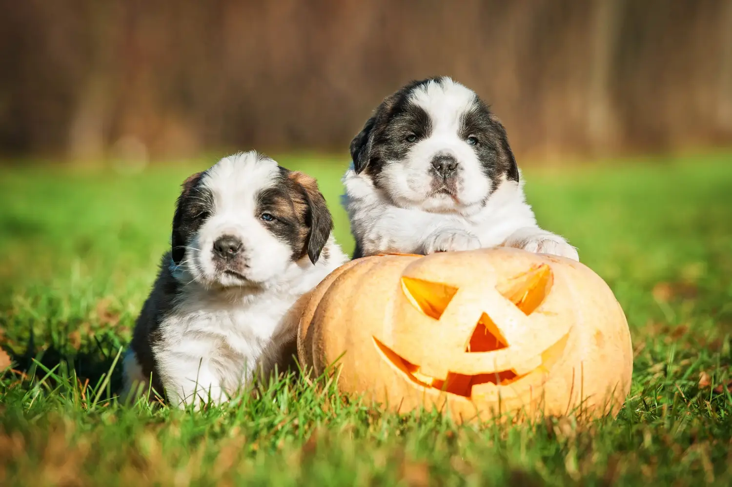 Een sint-bernard kopen betekent verantwoordelijkheid nemen! Sint Bernard puppy kopen.