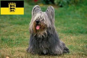Lees meer over het artikel Skye Terrier fokkers en pups in Baden-Württemberg