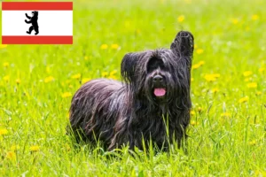 Lees meer over het artikel Skye Terrier fokkers en pups in Berlijn