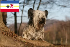 Lees meer over het artikel Skye Terrier fokkers en pups in Mecklenburg-Vorpommern