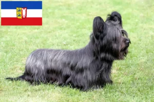 Lees meer over het artikel Skye Terrier fokkers en pups in Sleeswijk-Holstein