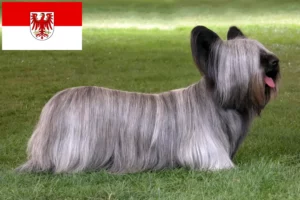 Lees meer over het artikel Skye Terrier fokkers en pups in Brandenburg