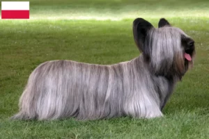 Lees meer over het artikel Skye Terrier fokkers en pups in Polen