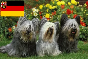 Lees meer over het artikel Skye Terrier fokkers en pups in Rijnland-Palts