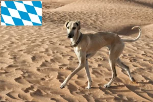 Lees meer over het artikel Sloughi fokkers en puppies in Beieren