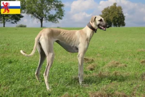Lees meer over het artikel Sloughi fokkers en pups in Limburg
