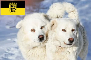 Lees meer over het artikel Slovensky Cuvac fokkers en pups in Baden-Württemberg