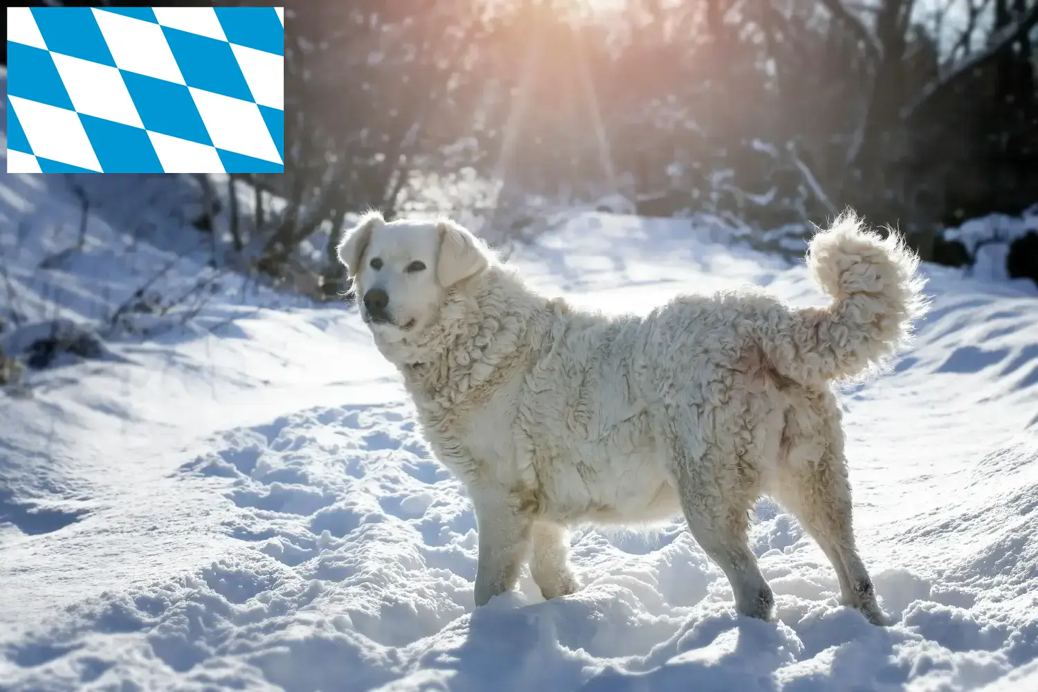 Slovensky Cuvac puppy's en fokkers Beieren Hier vind je Slovensky Cuvacs fokkers in Beieren.